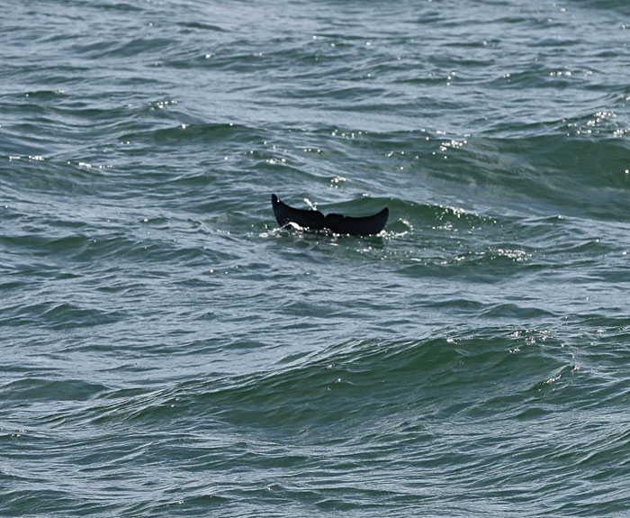 This Dolphin Tail Is Really Just A Mustache Of The Sea