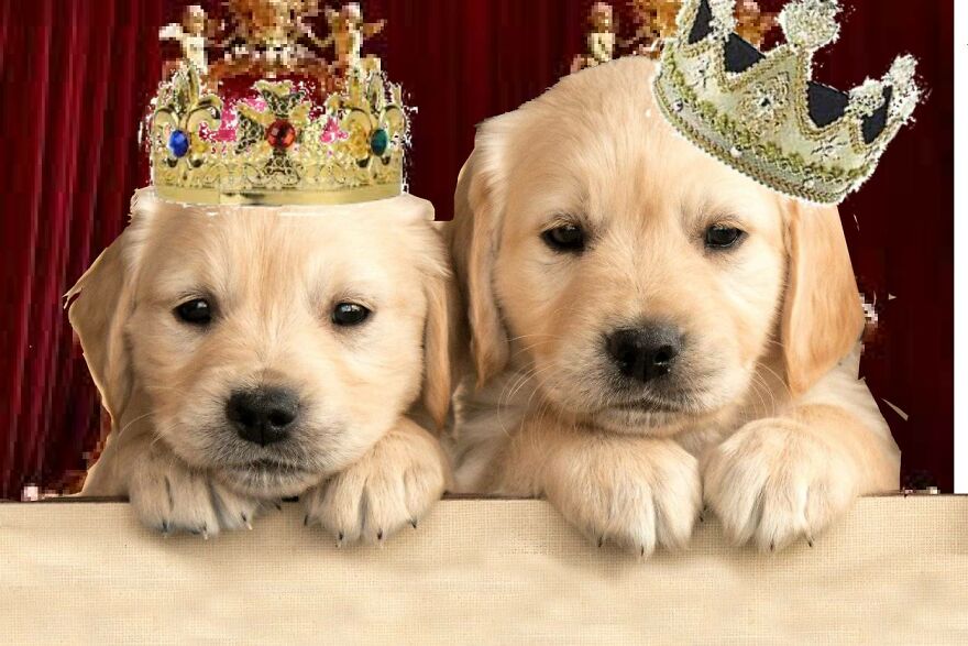 I'm Bad At Photoshop But I Wanted To Contribute!