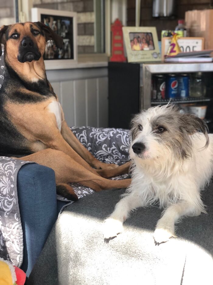 Luna (Left) And Dexter (Right) Hanging Out. I Don’t Thing Luna Knows How To Sit Like A Dog