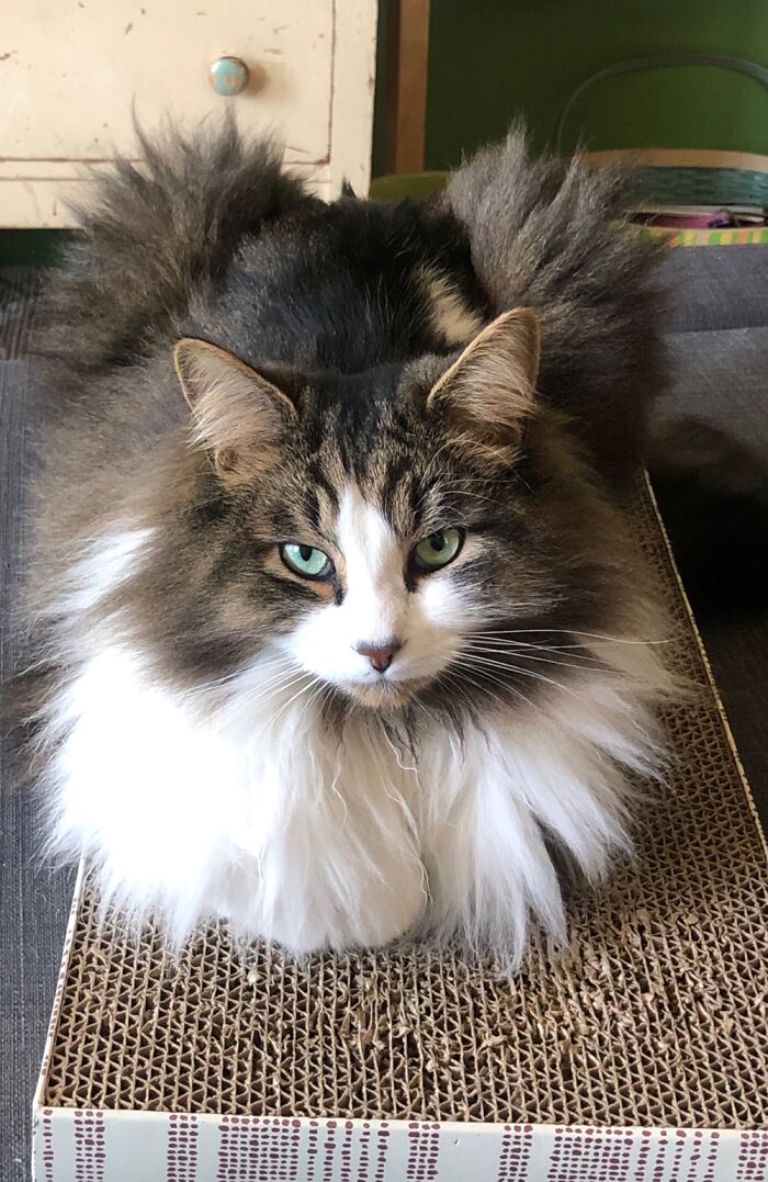 My Big Turkey Boy, Nimoy