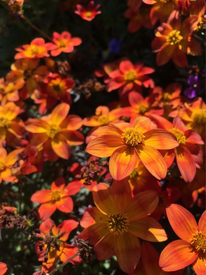 These Tiny Orange Flowers