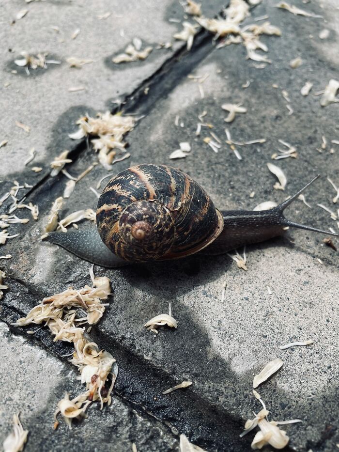 He Was Headed To The Bushes. Moved Him So No One Steps On Him.