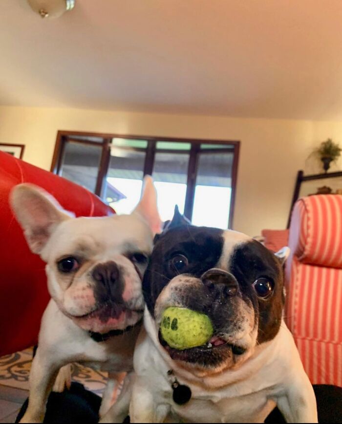 “We’re Not Athletes, We’re Bulldogs”