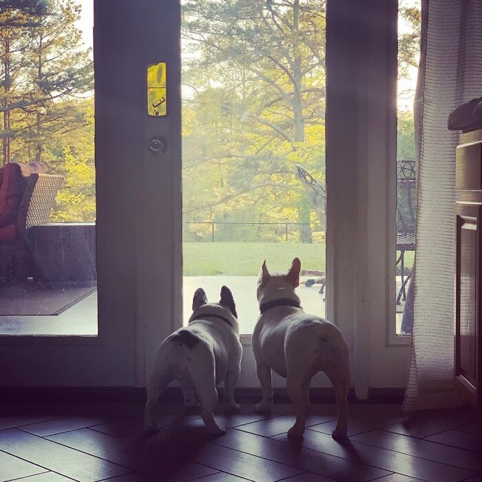 “Do You Know How To Open Doors?”...”uh No”....”it’d Be A Lot Cooler If You Did.”