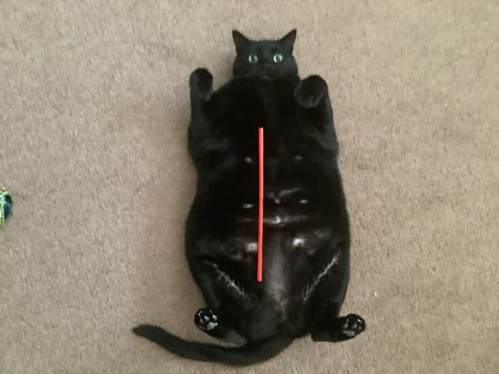 Luna-Looking For Trash To Play With. Prefers Straws, Plastic, And Cardboard. Doesn’t Work Out.