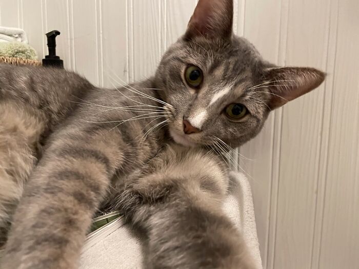 Punkie Taking A Selfie.