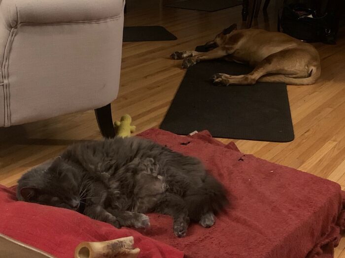 Complete With Lil Kitty Snores