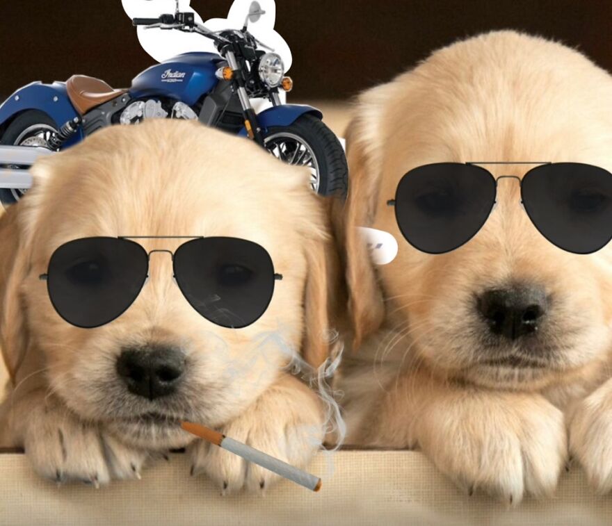 Rad Puppies