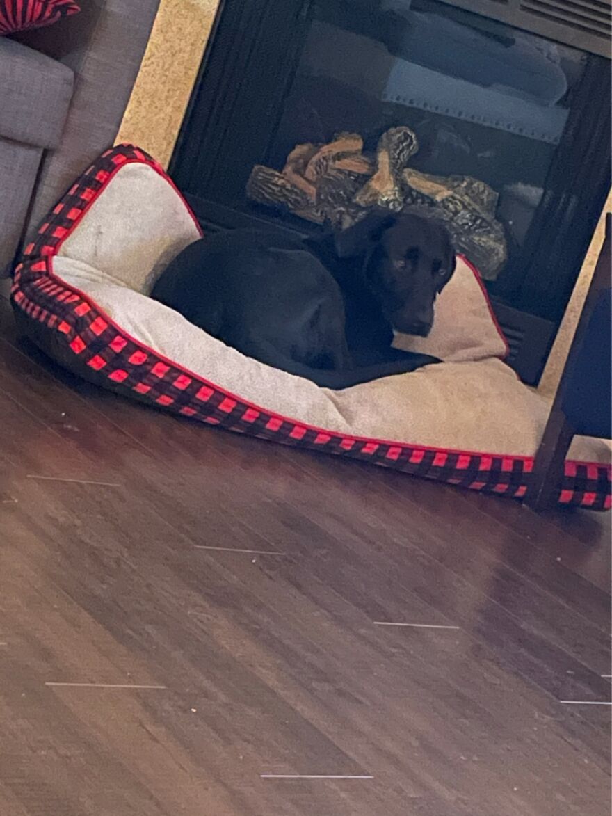 This Is Number 10. A Doggie