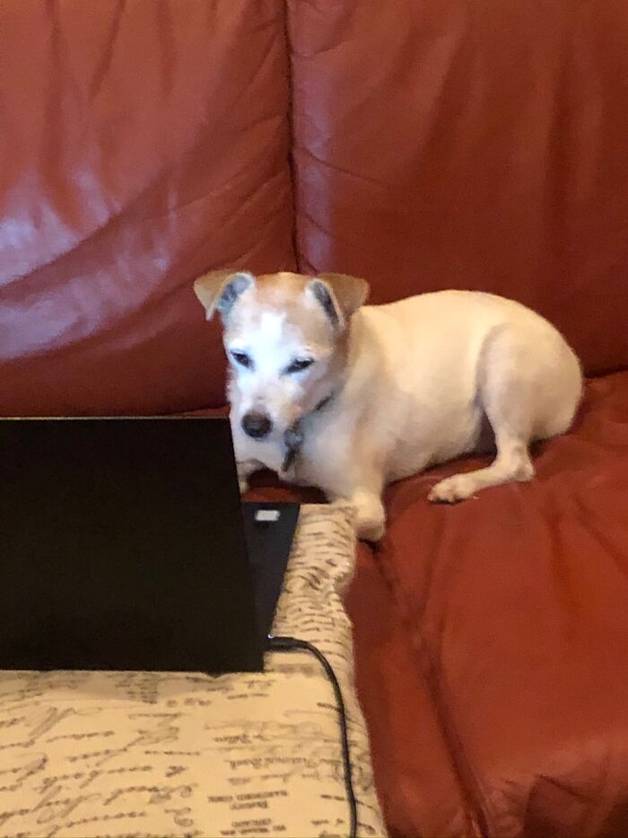My Dog, Catching Up On Some Work
