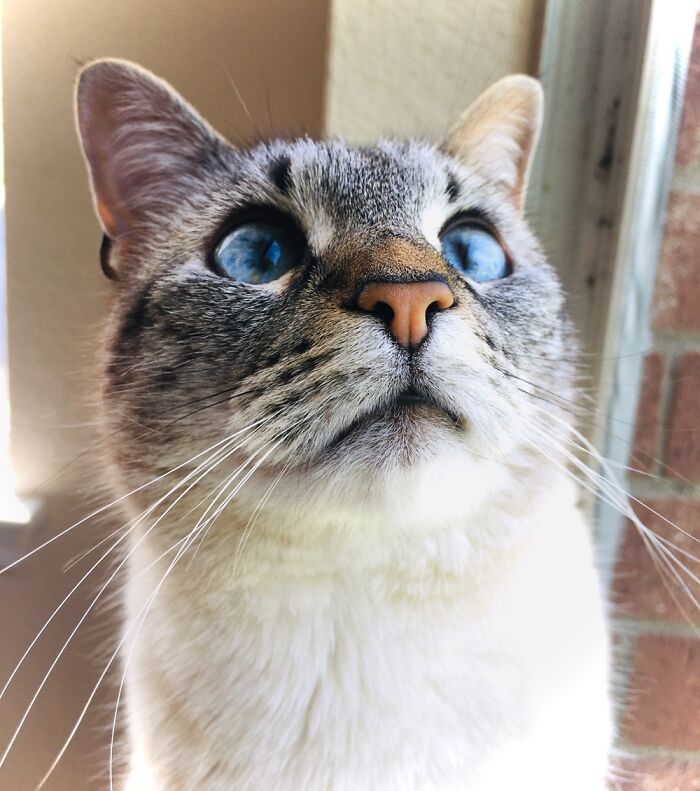 My Cat Named Lynxie, She’s A Rescue