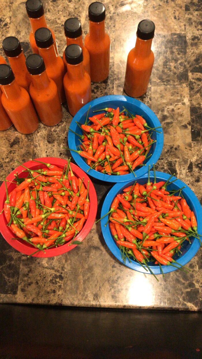 Homemade Tabasco Sauce!