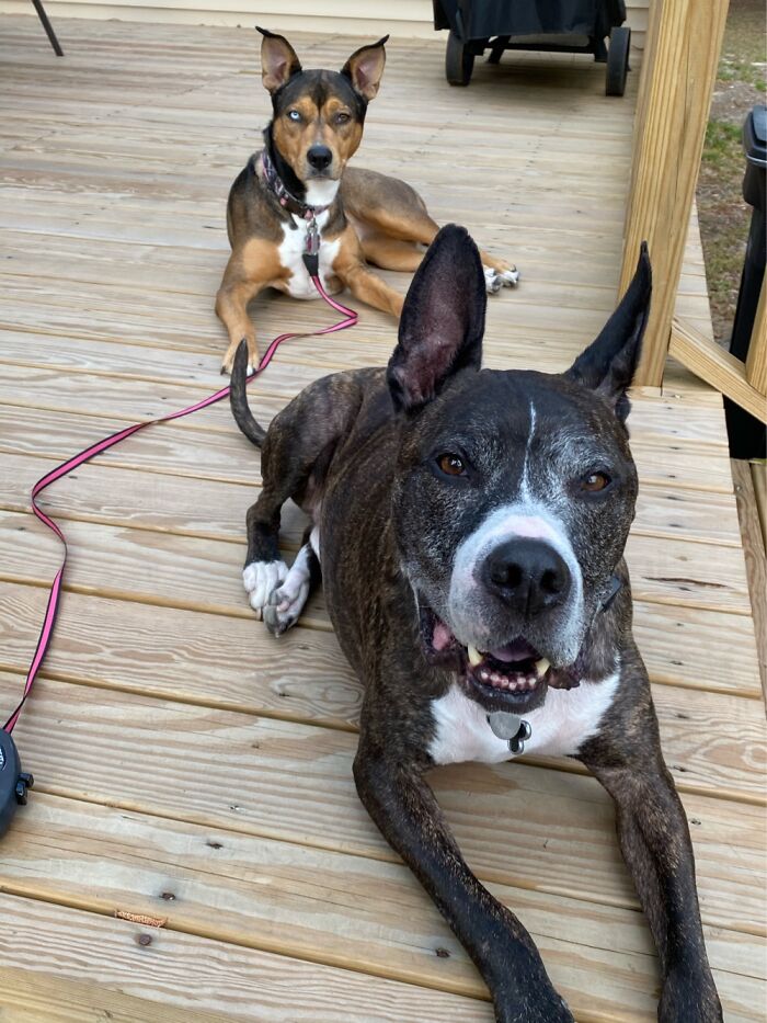 Galileo (Danebull) And Nanook (Shepherd/Husky). These Two Rescues Are Our Pointy Ear Babies