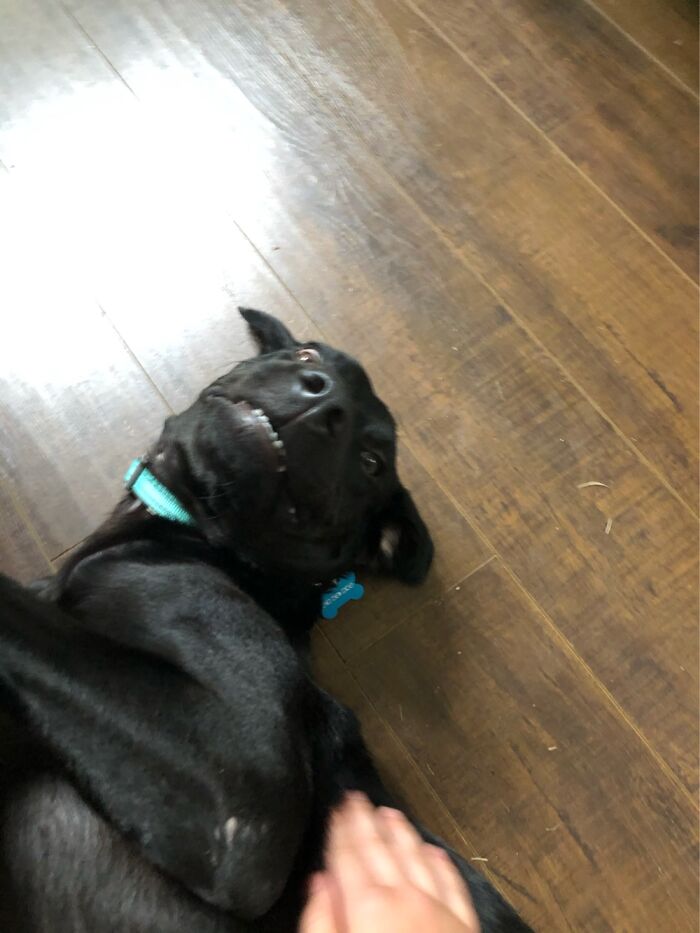 My Dog When He Is Playing And Someone Says “Walk”