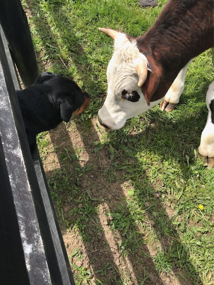 Saying Hi To The Cows!!