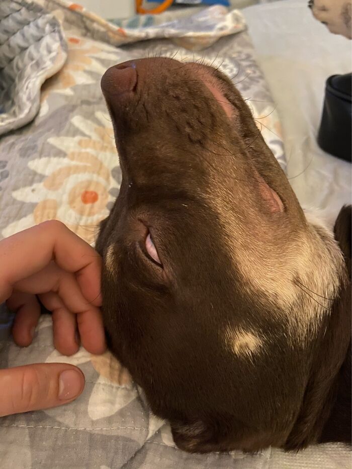 The Face He Makes When He Wants Belly Rubs But Can’t Stay Awake For Them.