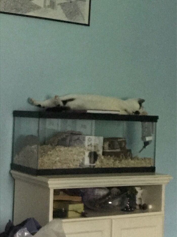 This Is Why The Gerbils Aren’t Shy- They Have To Deal With This (Puffin’s) Sh*t.