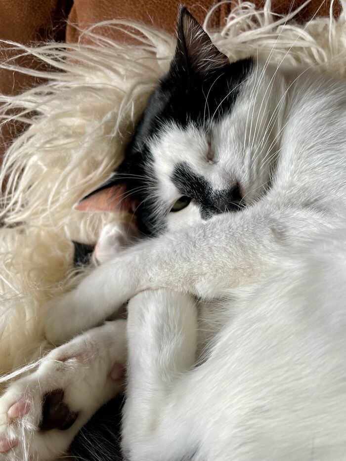 Here Is My Lovely Arthur 😸