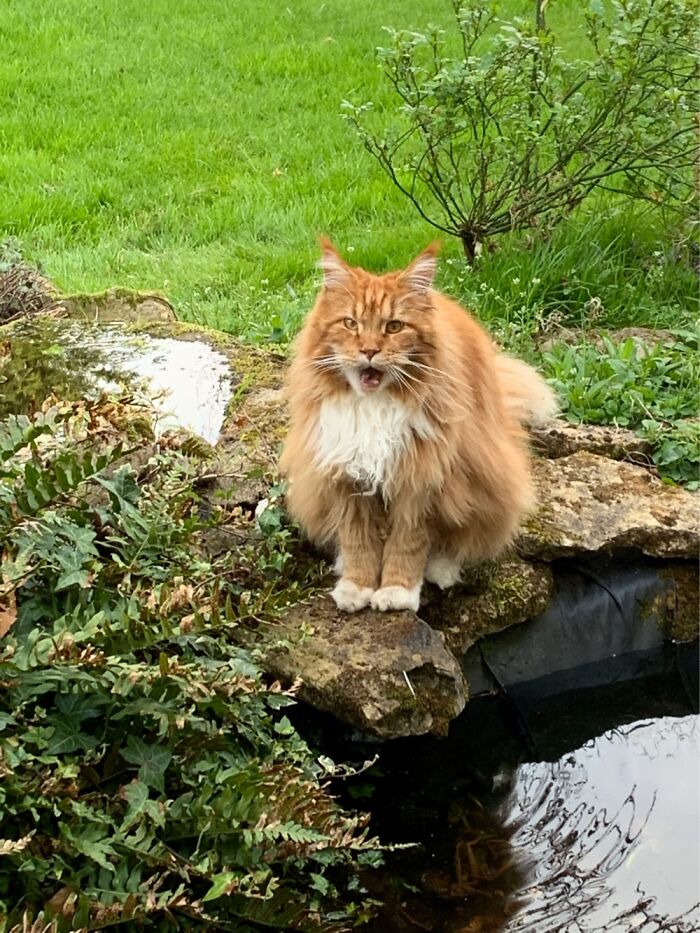 This Is My 17 Month Old Maine Coon Q Looking Shocked! He Was Actually Grooming His Chest!