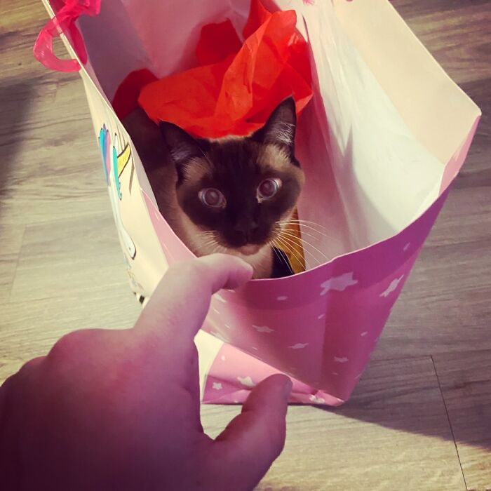 Prepare To Deploy The Murder Mittens!