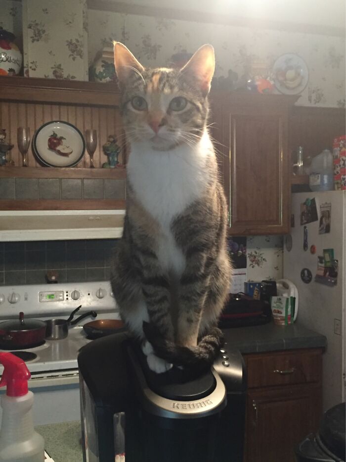 Cricket Demands Payment In Treats If You Want Coffee!