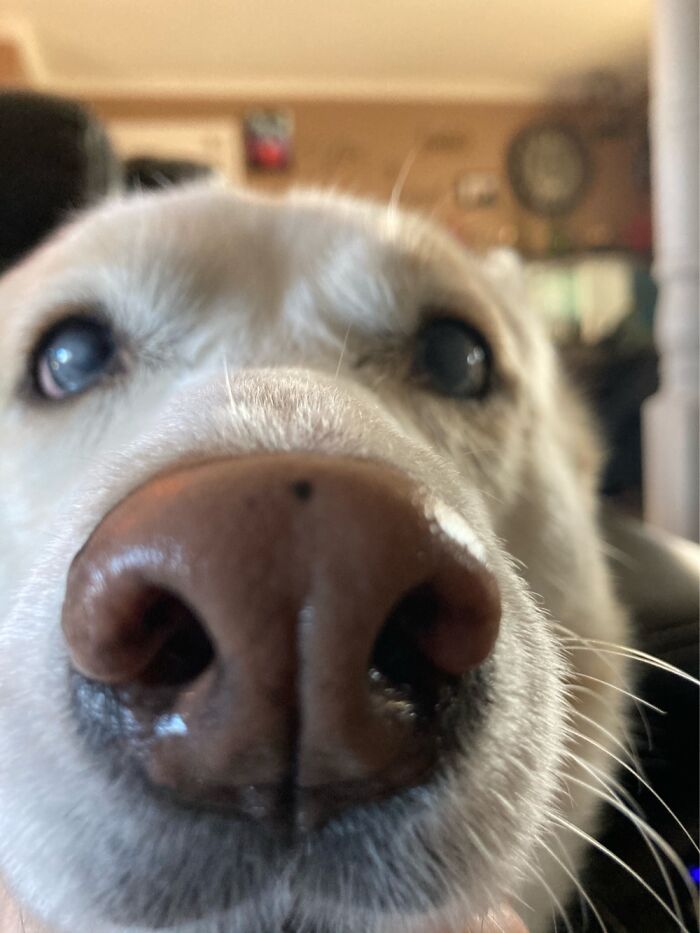 How Does This Thing Work Again Human???