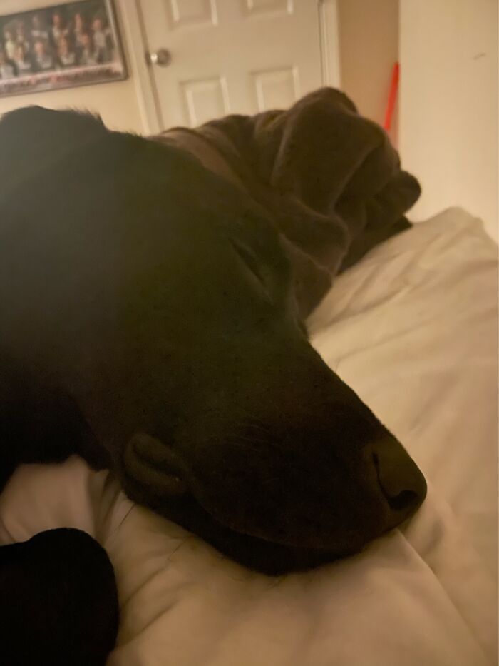 Going To Bed After A Long Day Of Chewing. Goodnight!