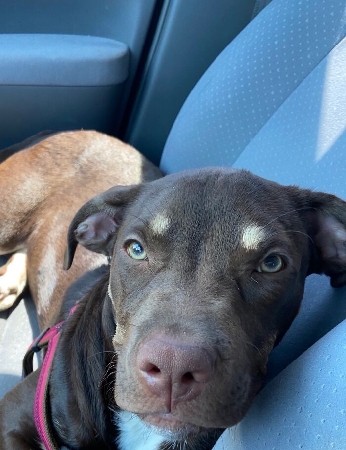 This Is My “I Listened To You Talk About Your Day, Now When Do We Play Fetch?” Face