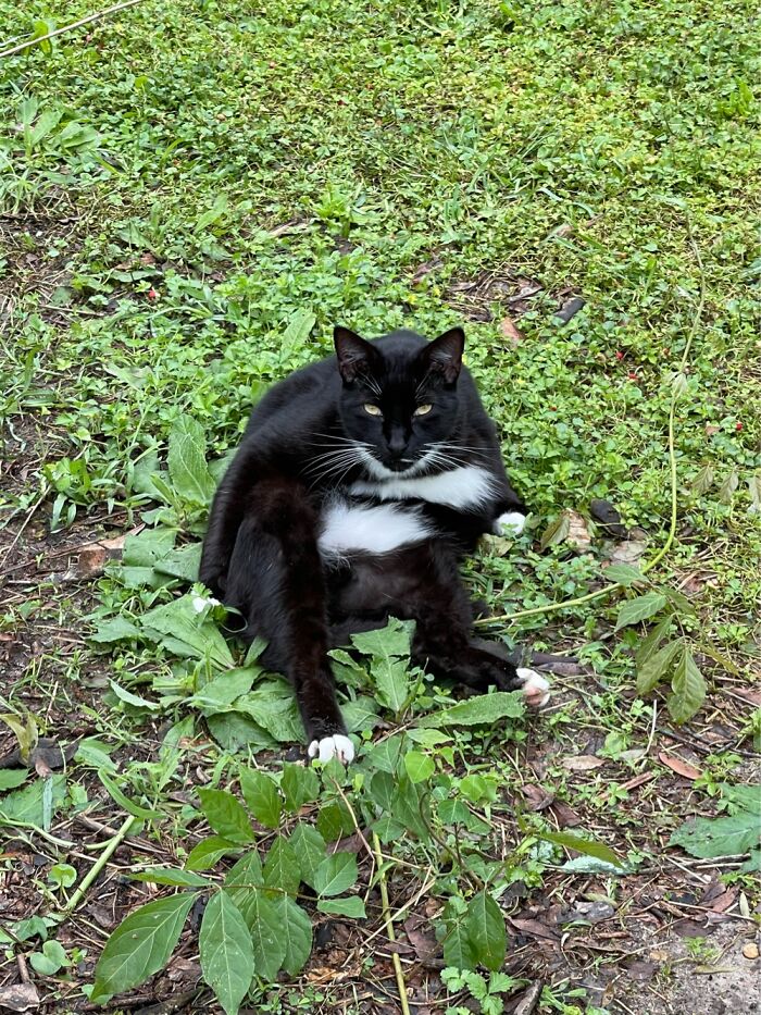 My Cat Tweek Likes To Sit Like This Sometimes.