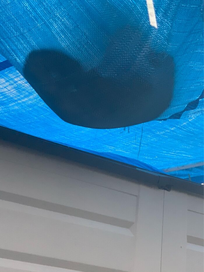 My Cat Mani Enjoyed A Tarp We Had Up As A Hammock.