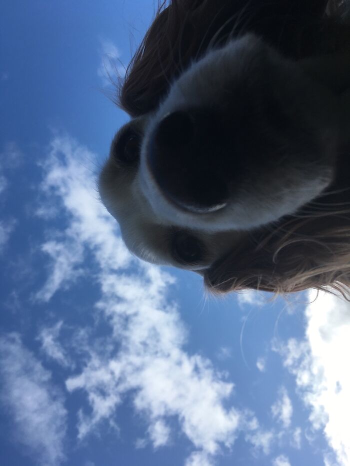 My Dog Watching Me Doing Yoga