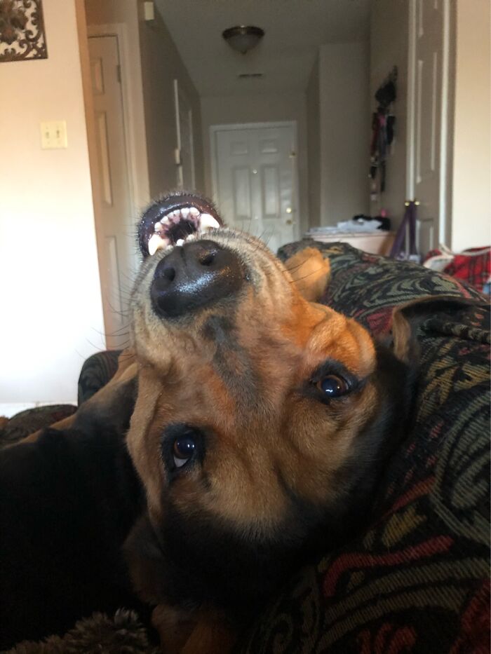 My Gizmo Is A Living Cartoon!