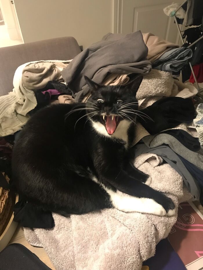 It’s A Yawn, Honest