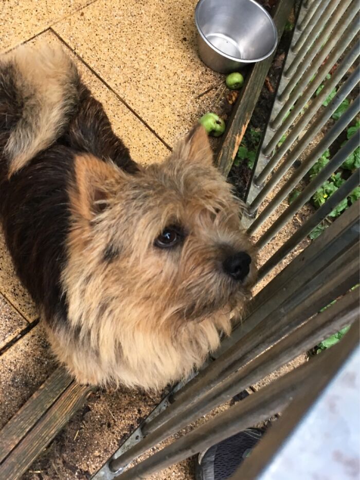My Dog At My Grandparents Giving Me Those Damn Puppy Eyes🥺
