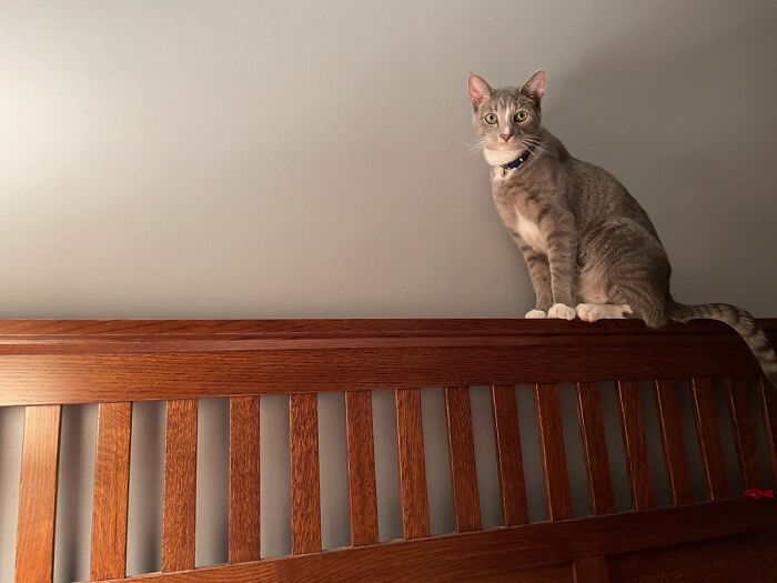Punkie Pretending He’s A Vulture Sitting On My Headboard.