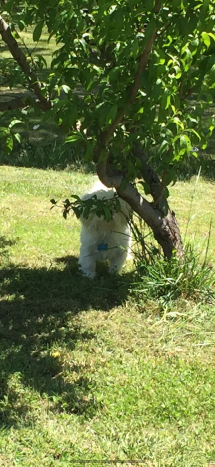 Shooter Is The Hide And Seek Champion!