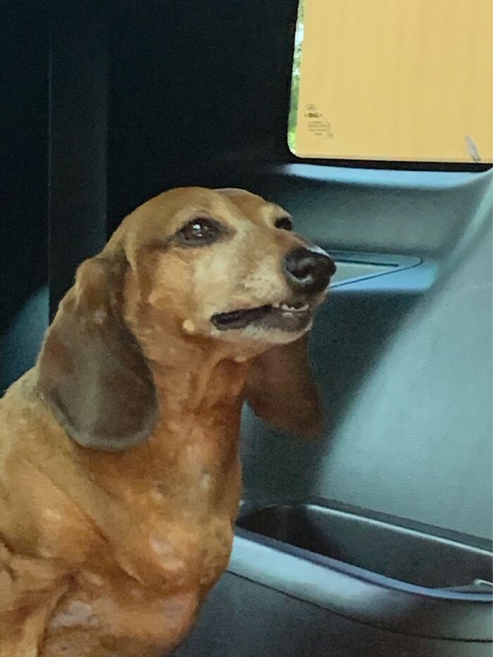 Fail To- Sneeze? Snarl!? I Honestly Don’t Know What He Was Trying To Do When I Took This