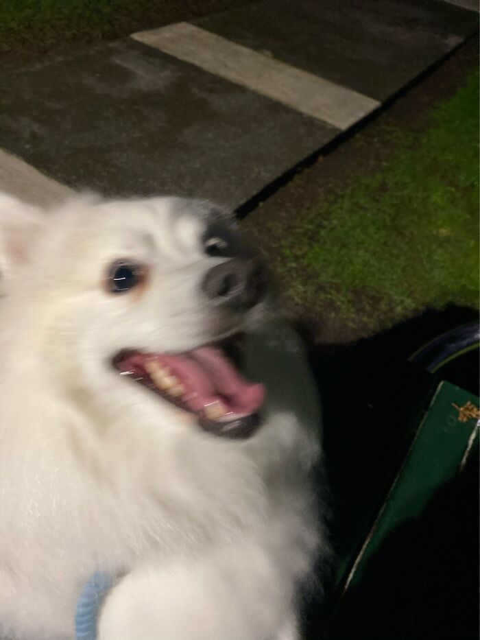 I Was Walking Him At Night And Sat Down To Rest. He Was Very Excited