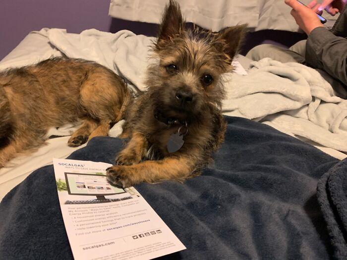 Andy, Of Sophie And Andy Cpas, Explaining The New Tax Laws. Yes, Pups Are Tax Deductible.