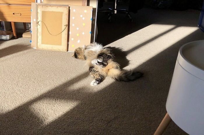 Twistycat A.k.a. Sparrow.