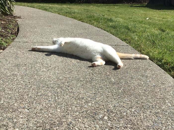 My Sweet Kitty Loves The Warm Sidewalk ❤️