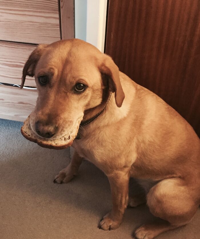 I Got Toast. Don’t Know What To Do Now.