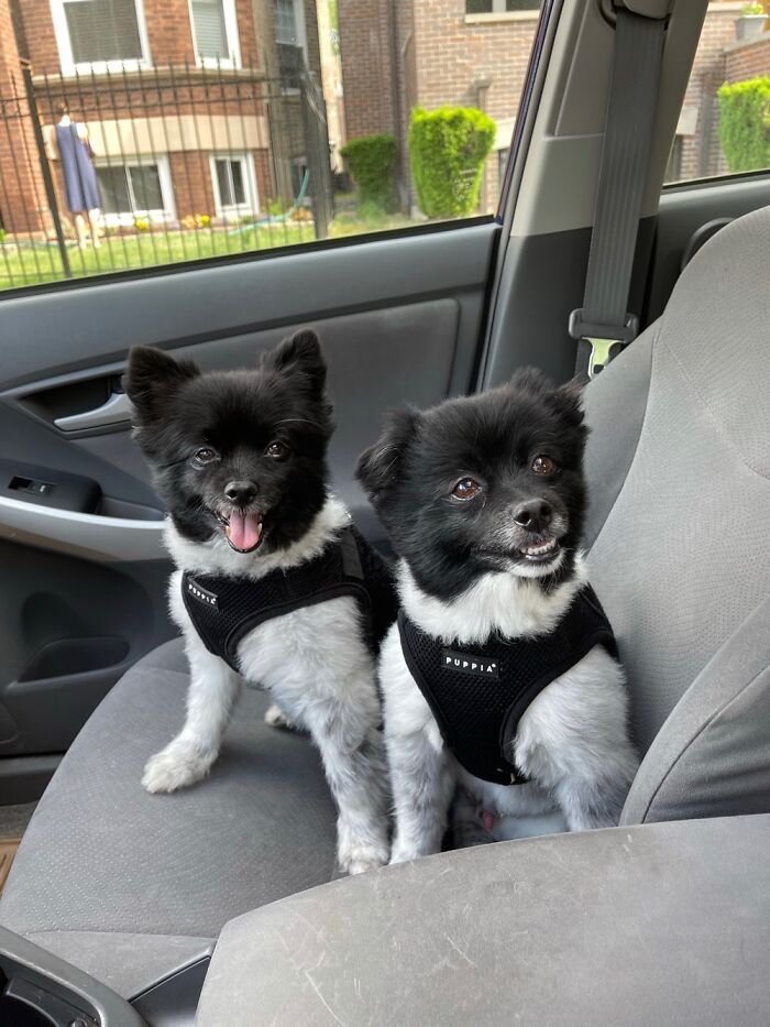 The Pomalorians Looking Dapper And Being The Best Brothers Ever 💙🐾🏳️‍🌈💙🐾🏳️‍🌈