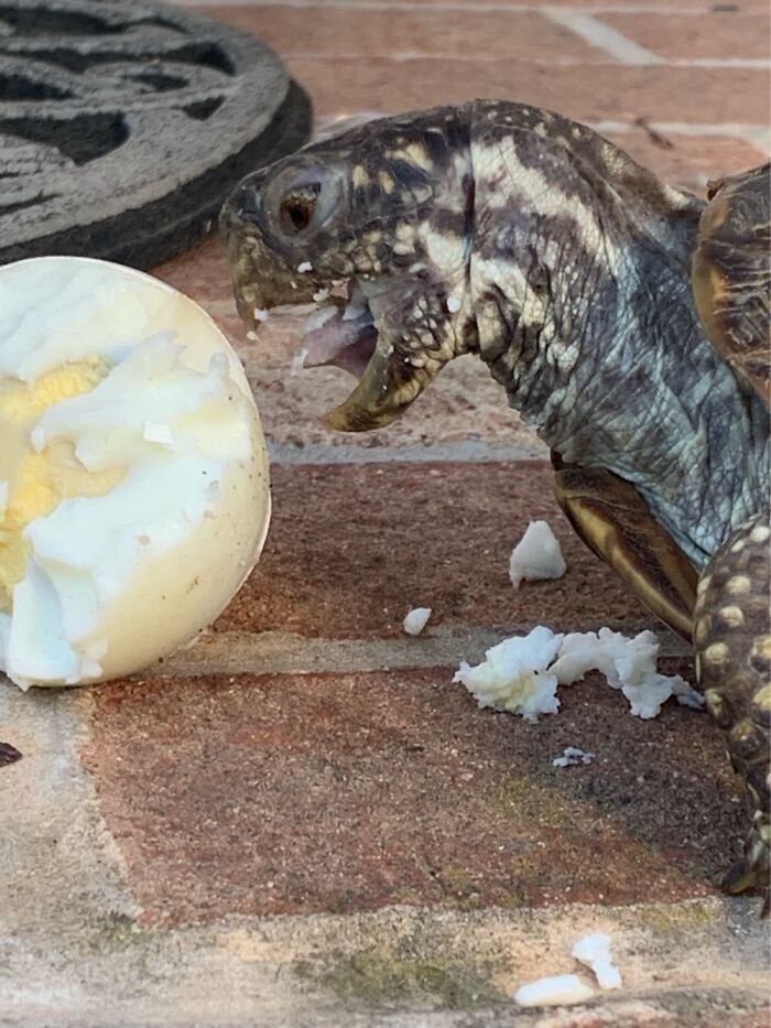 If You Couldn’t Already Tell, She Loves Eggs