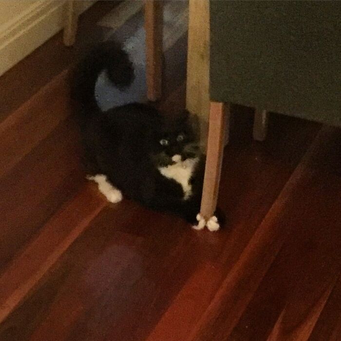 When The Zoomies Hit