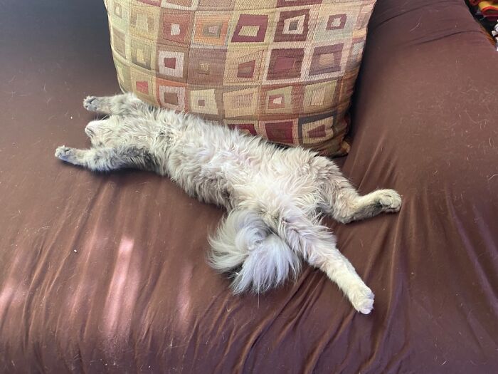 Agave Doing Her Impression Of Road Kill.