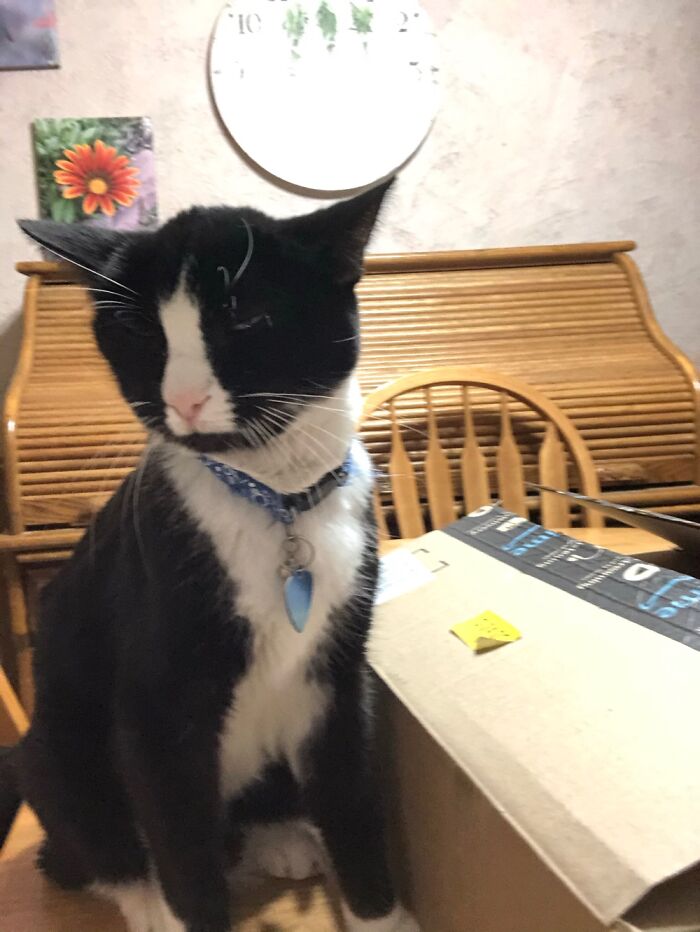 Boots Is Put Off Because Amazon Did Not Send Cat Nip!