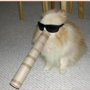 sharkyhennessey avatar