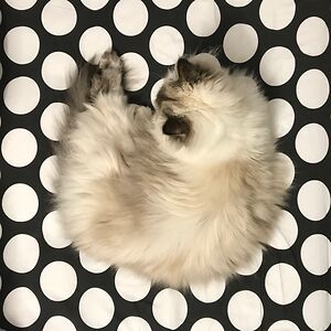 alidimashkieh avatar