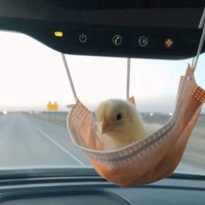 50 «Imágenes importantes de animales» que te harán sonreír (nuevas fotos)